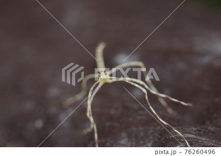 ナナフシ/ナナフシモドキ 幼虫 ナナフシ/ナナフシモドキ 幼虫 76260496