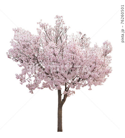 ピンクの花びらが満開の桜の木 ピンクの花びらが満開の桜の木 76260501