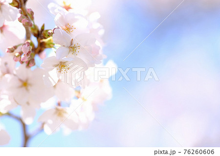 春イメージ　桜 76260606