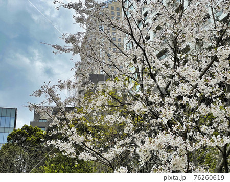 東京の都内のオフィスビルの側で咲く桜の花 東京の都内のオフィスビルの側で咲く桜の花 76260619