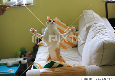 cat playing have fun in the room cat playing have fun in the room 76260747