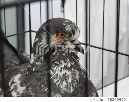 SEREMBAN, MALAYSIA -MAY 20, 2017: Exotic pigeons in cages and exhibited to the public. These birds are kept as pets. 76260990