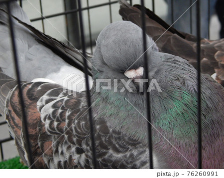 SEREMBAN, MALAYSIA -MAY 20, 2017: Exotic pigeons in cages and exhibited to the public. These birds are kept as pets. 76260991