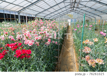 温室栽培のカーネーション畑 温室栽培のカーネーション畑 76261025