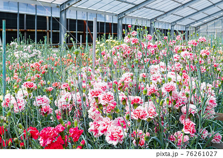 温室栽培のカーネーション畑の写真素材