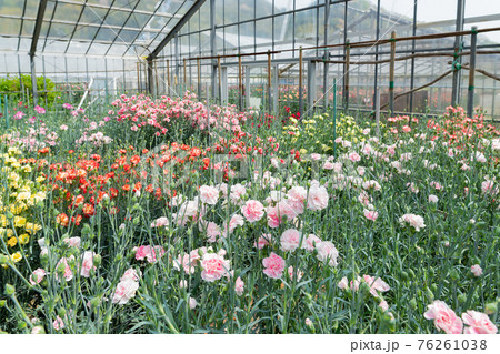 温室栽培のカーネーション畑 温室栽培のカーネーション畑 76261038