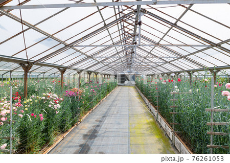 温室栽培のカーネーション畑の写真素材