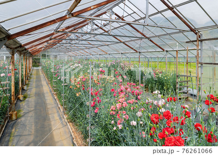 温室栽培のカーネーション畑 76261066
