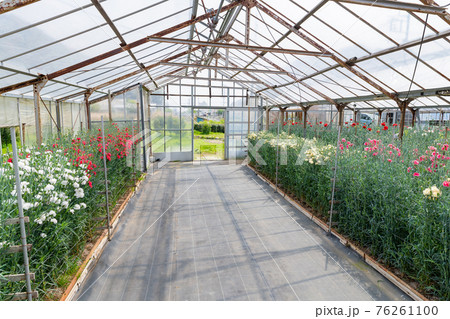 温室栽培のカーネーション畑 76261100
