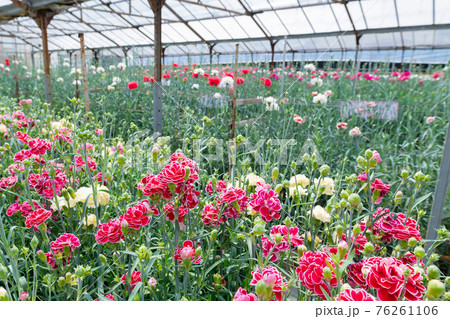 温室栽培のカーネーション畑の写真素材