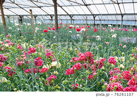 温室栽培のカーネーション畑の写真素材