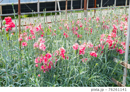 温室栽培のカーネーション畑 76261141