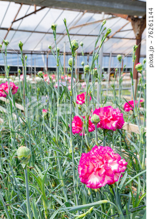 温室栽培のカーネーション畑 76261144