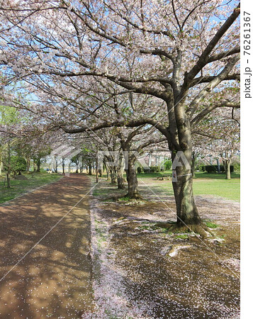 散った桜の花びらが積もった春の公園 散った桜の花びらが積もった春の公園 76261367