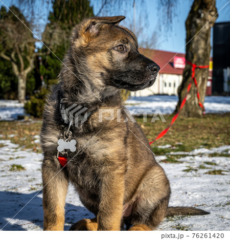 A profile picture of an eleven weeks old German Shepherd puppy in a snow covered garden 76261420
