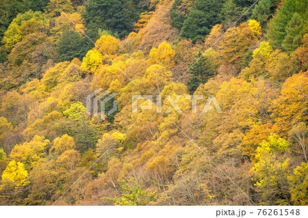 信州北アルプス上高地の山肌の紅葉、黄葉。岩肌。 76261548