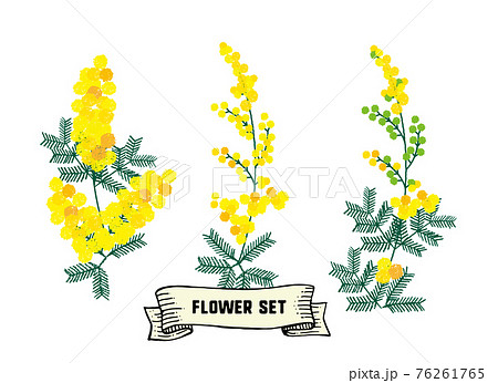 花のイラストセット。ミモザ、フサアカシアの花。素材セット。 76261765