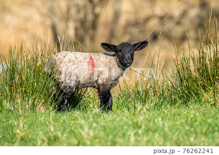 Freshly born cute lamb enjoying the pring sun in Ireland Freshly born cute lamb enjoying the pring sun in Ireland 76262241