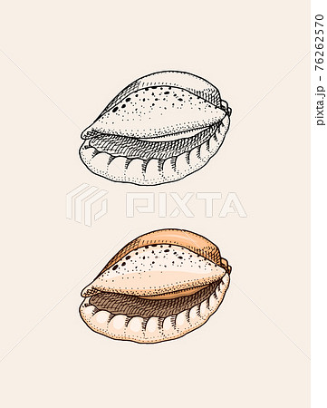 Sea Shell Or Mollusca Different Forms Engraved のイラスト素材