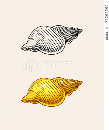 Sea shell or mollusca different forms. Engravedのイラスト素材