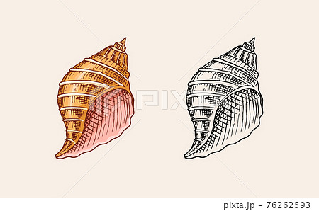 Sea Shell Or Mollusca Different Forms Engraved のイラスト素材