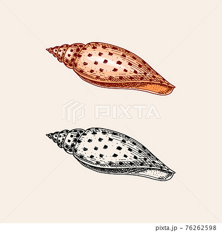 Sea Shell Or Mollusca Different Forms Engraved のイラスト素材