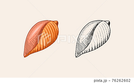 Sea Shell Or Mollusca Different Forms Engraved のイラスト素材