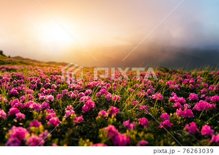 Pink rhododendron flowers in mountains Pink rhododendron flowers in mountains 76263039