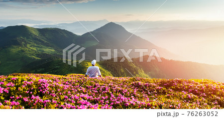 A tourist in white clothes sits on a pink carpet of rhododendron flowers 76263052