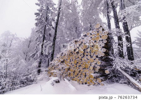 Felled trees trunks Felled trees trunks 76263734