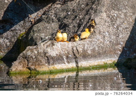 Cute little ducklings standing in a lake coast Cute little ducklings standing in a lake coast 76264034