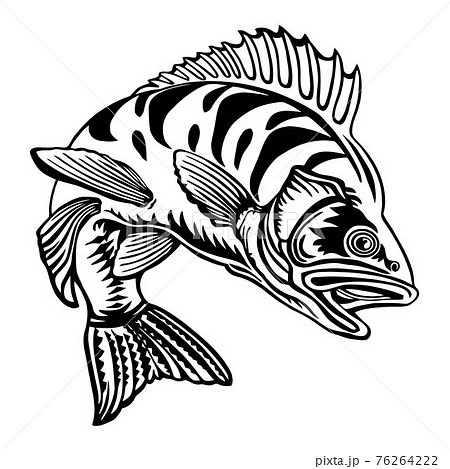 Perch fish - Fishing logo. Template club - Stock Illustration [76264222]  - PIXTA