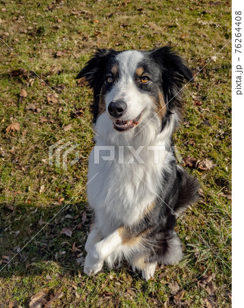 Australian Shepherd Dog at park 76264408