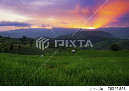 Beautiful scene of terraced rice field in Ban Pa Bong Piang village in Chiang Mai province, Thailand 76265868