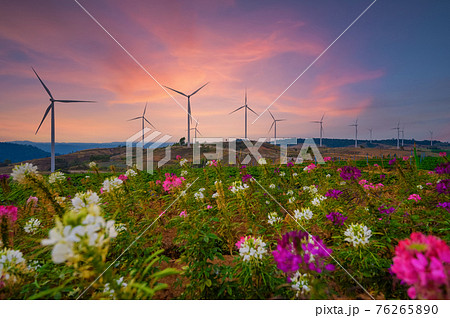 Windmill farm for electricity production. Wind power turbines generating clean renewable energy for sustainable development 76265890