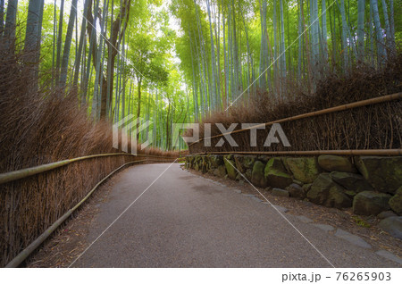 Tranquil scene of Arashiyama Bamboo Forest in early morning in Kyoto, Japan 76265903