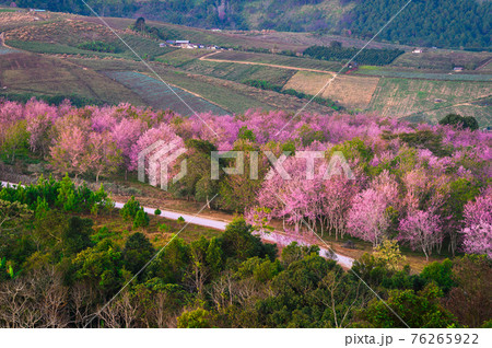 Wild Himakayan cherry trees or Cherry blossom field on phu lom lo mountain of Phu Hin Rong Kla national park in Loei, Thailand Wild Himakayan cherry trees or Cherry blossom field on phu lom lo mountain of Phu Hin Rong Kla national park in Loei, Thailand 76265922