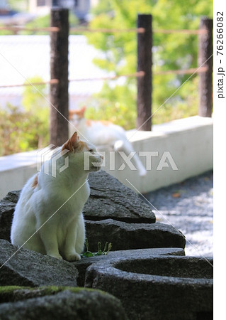 京都の哲学の道にいる茶白猫が道行く人を観察中 76266082
