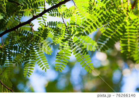 Natural background photo with fresh green leaves Natural background photo with fresh green leaves 76266140