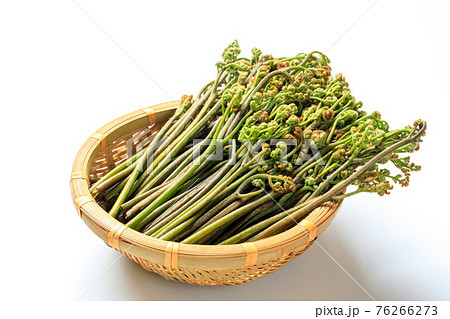 早春に奈良吉野山で収穫したワラビ食材 76266273