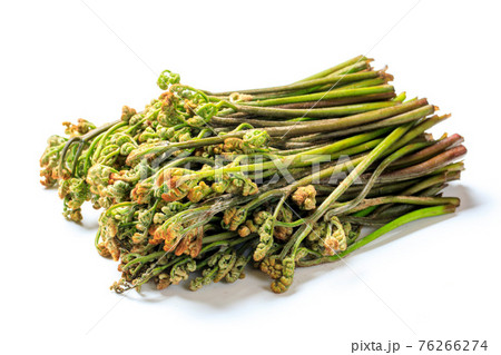 早春に奈良吉野山で収穫したワラビ食材 76266274