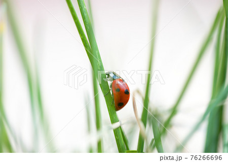 Seven spotted ladybug in the grass Seven spotted ladybug in the grass 76266696