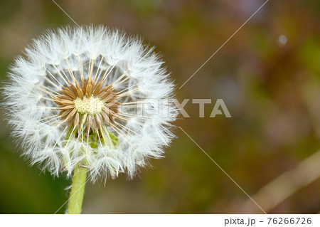 4月上旬 春 種子が少し無くなった状態の綿毛のタンポポの写真素材