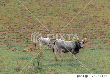 Cows are on pasture in autumn field Cows are on pasture in autumn field 76267136
