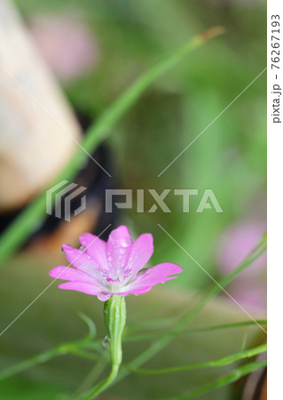 コムギセンノウの花と雨雫 76267193