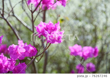 ゲンカイツツジの花 ゲンカイツツジの花 76267246