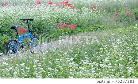 ソバの花が咲く風景（鳥取市鹿野町） 76267283