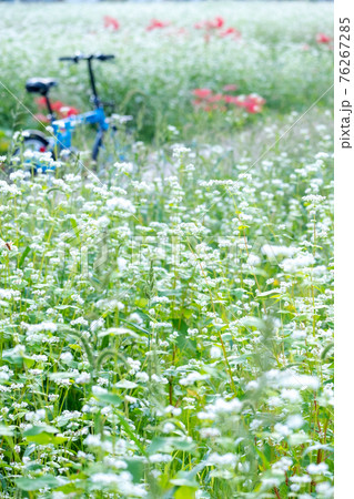 ソバの花が咲く風景（鳥取市鹿野町） 76267285