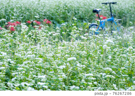 ソバの花が咲く風景（鳥取市鹿野町） 76267286