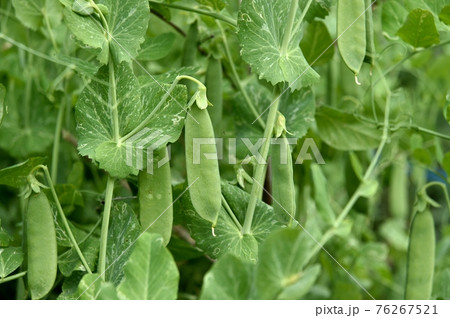 キヌサヤエンドウ キヌサヤエンドウ 76267521